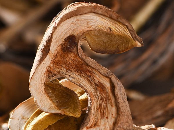 怒江農特產品野生牛肝菌直供 怒江農特產品野生牛肝菌直供