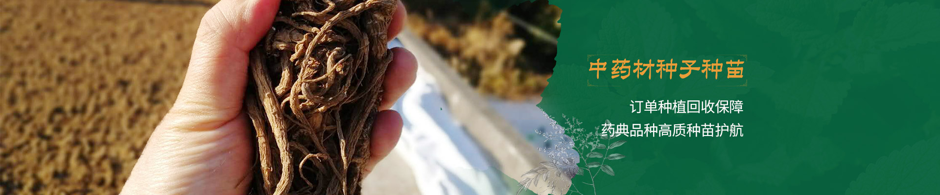 昂可達-訂單種植回收保障 藥典品種高質種苗護航