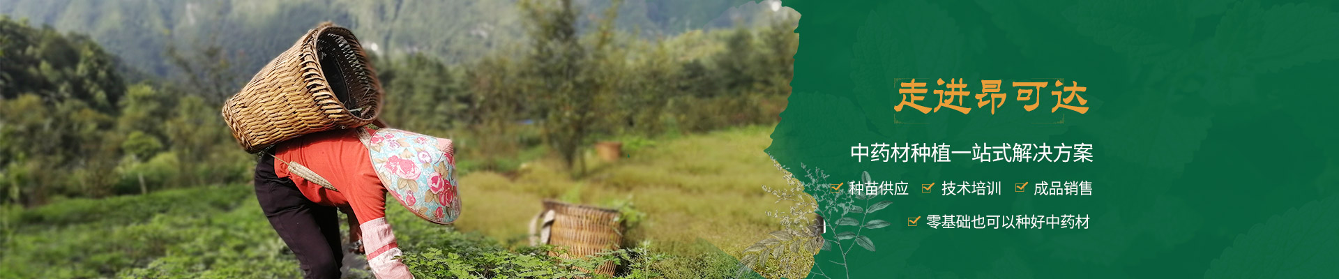 昂可達(dá)-專注道地云藥種植
